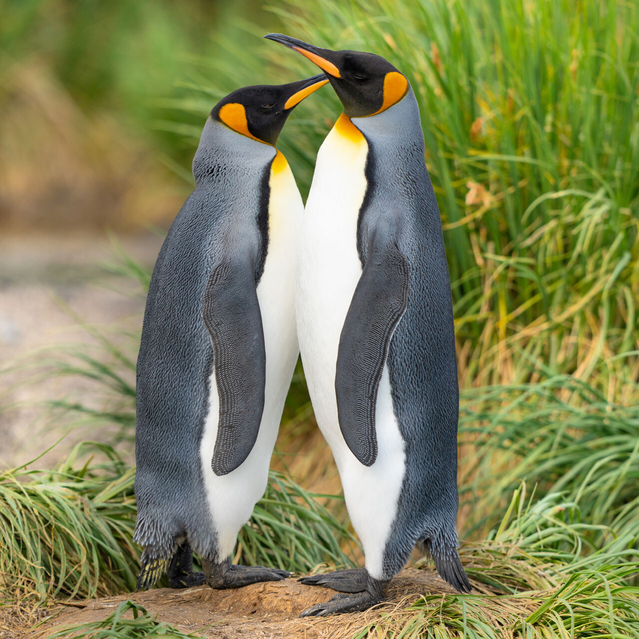 gteam-page-colby-brown-11